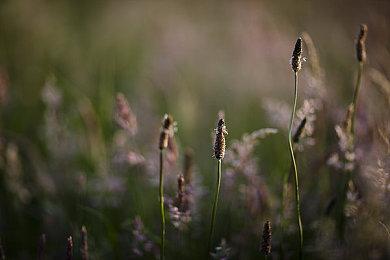 《侏罗纪世界：进化2》新开发者日志介绍创作工具